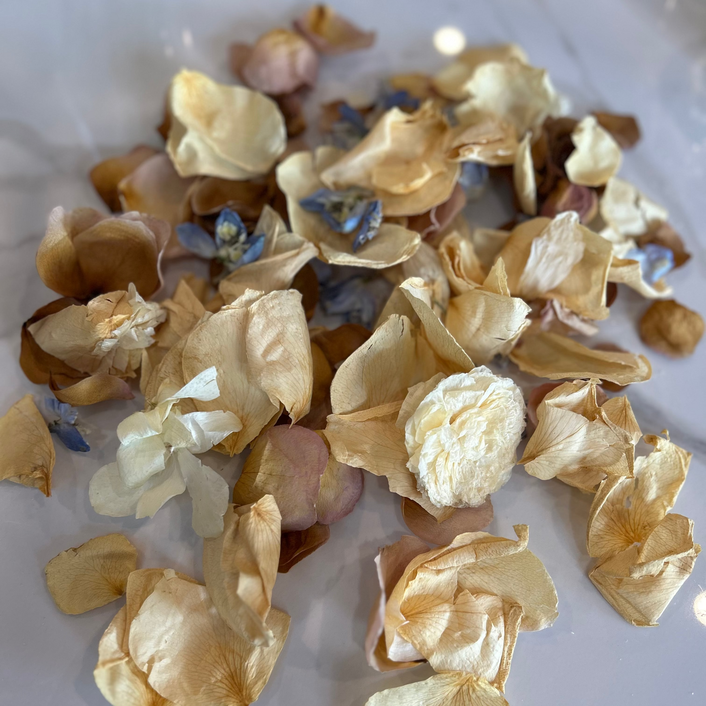 Dry flower petals on a white background