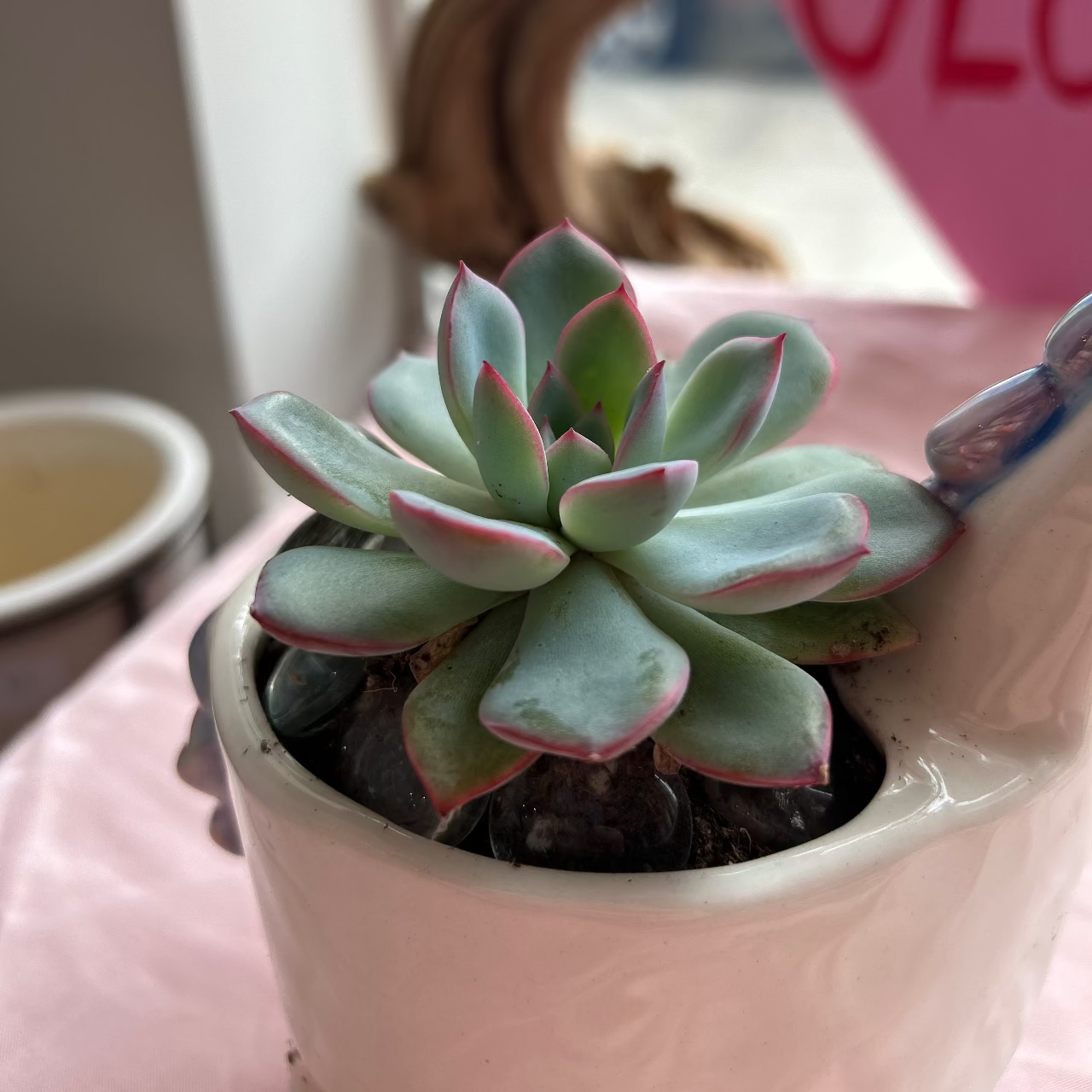 Potted succulent in a ceramic unicorn, close up of the succulent.