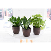 Low-Light Houseplants (4")
