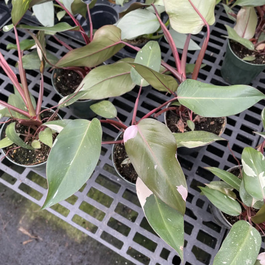 Leaf detail of pink princess philodendron