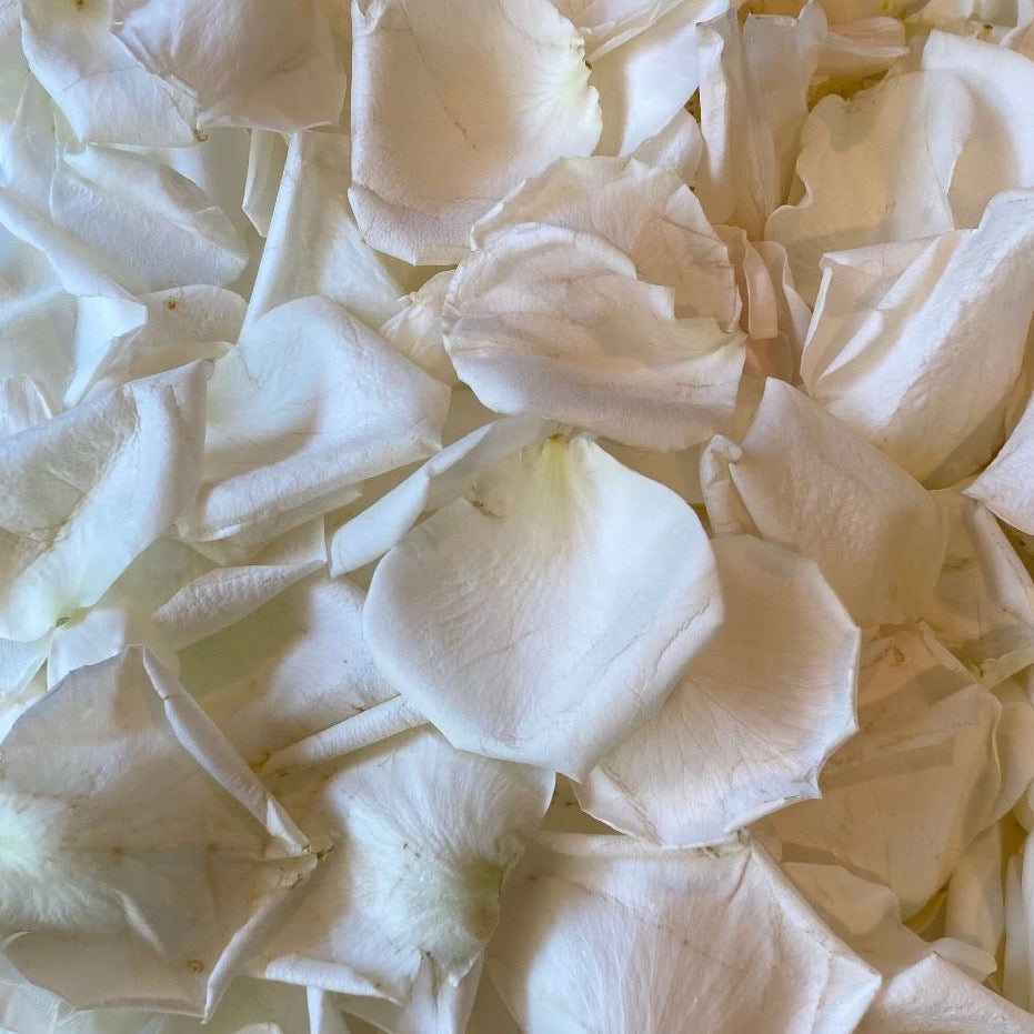 white rose petals