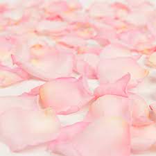 pink rose petals