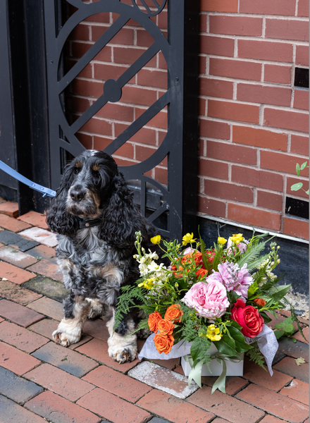 Green Thumbs & Happy Paws: Pet-Friendly Plants for Your Old Town, Alexandria Home!