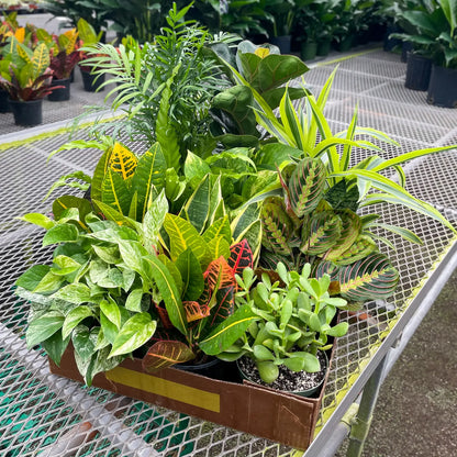 Houseplant (6")