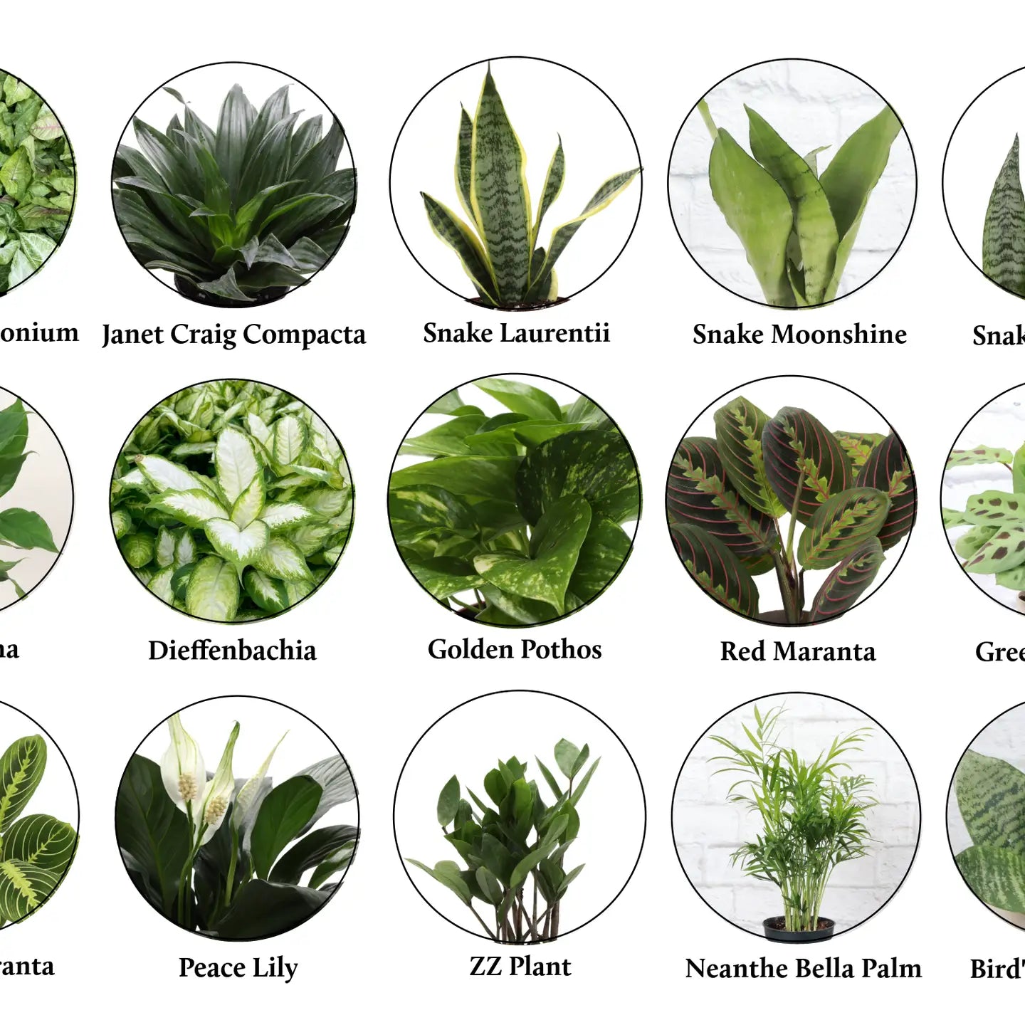 Low-Light Houseplants (4")