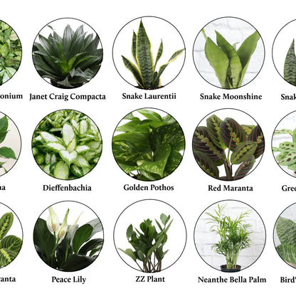 Low-Light Houseplants (4")