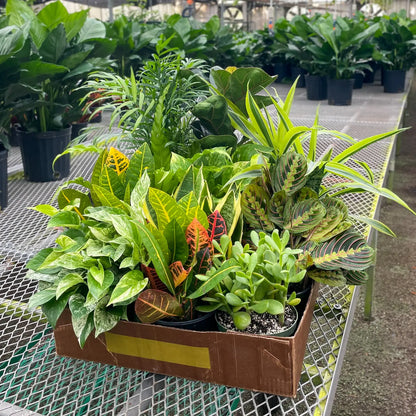 Houseplant (6")