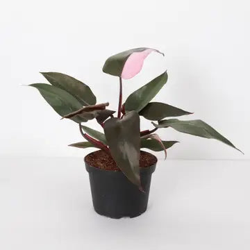 Pink Princess Philodendron