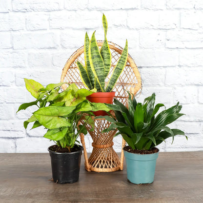 snake plants in low light Low-Light Houseplant
