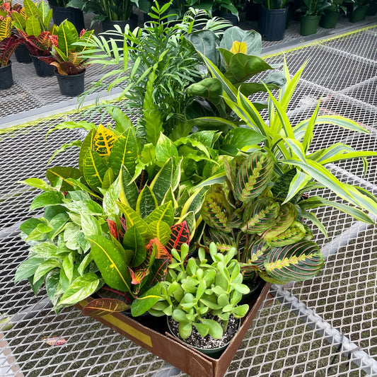Houseplant (6")