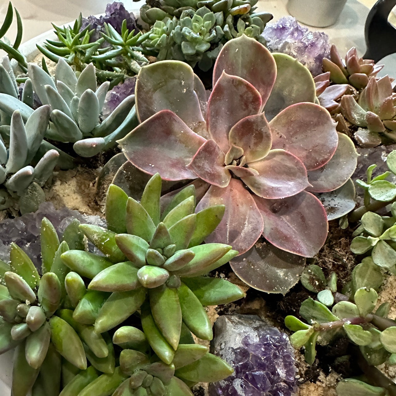 Amethyst succulent garden