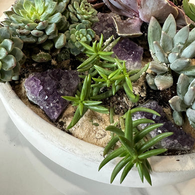 Amethyst succulent garden