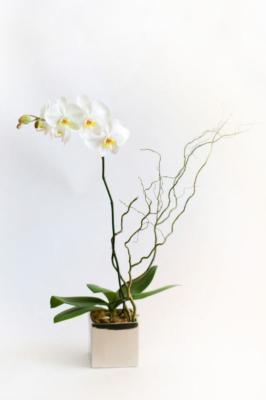 "Better than a love fern" Orchid Plant