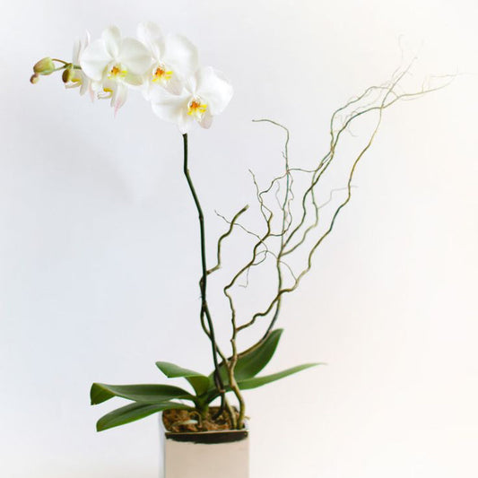 A potted white orchid plant with green leaves in a chic beige ceramic container.