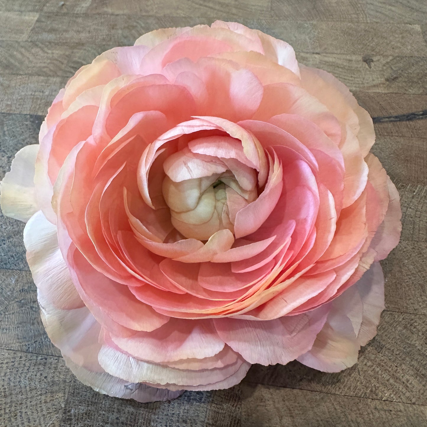 April 28 - Ranuncu-love ❤️ Flower Arranging Class