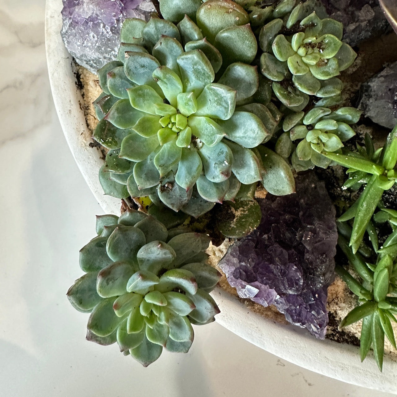 Amethyst succulent garden