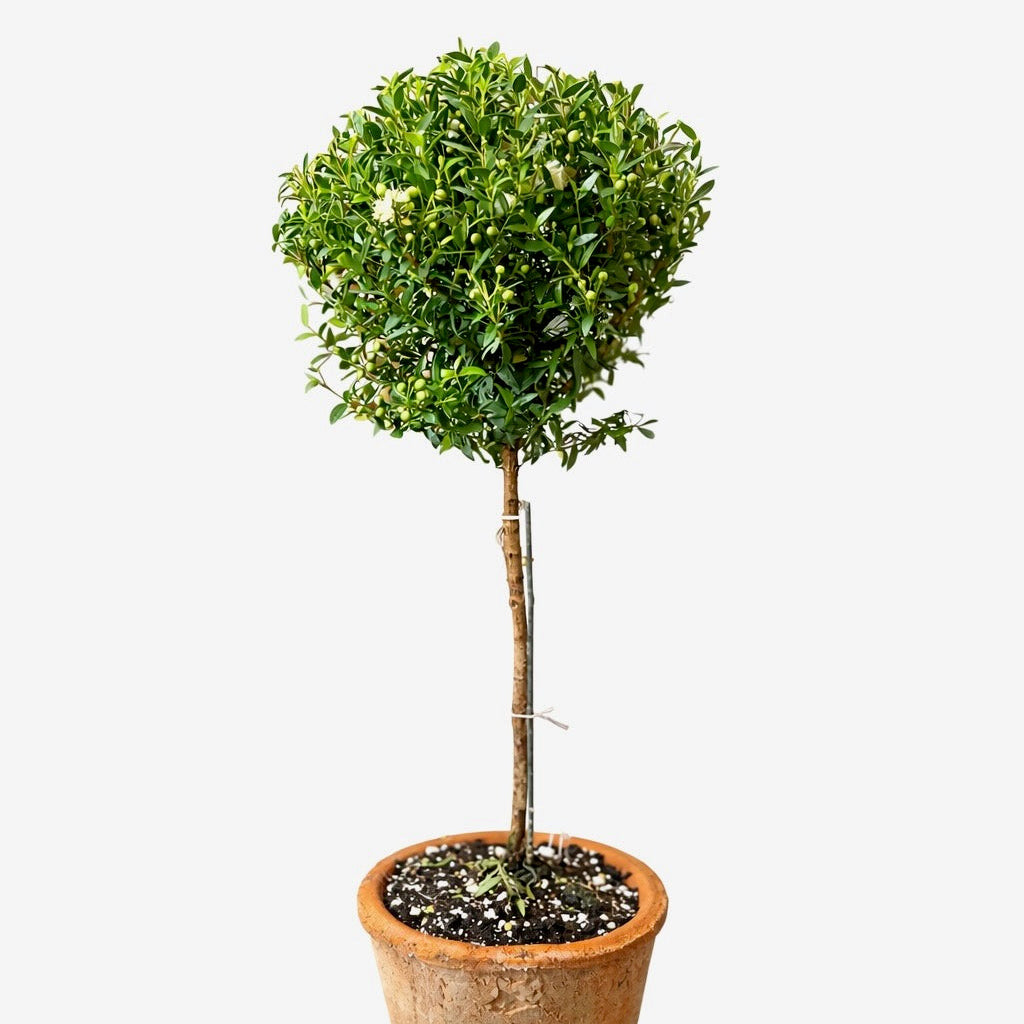 Potted plant with a spherical top on a white background