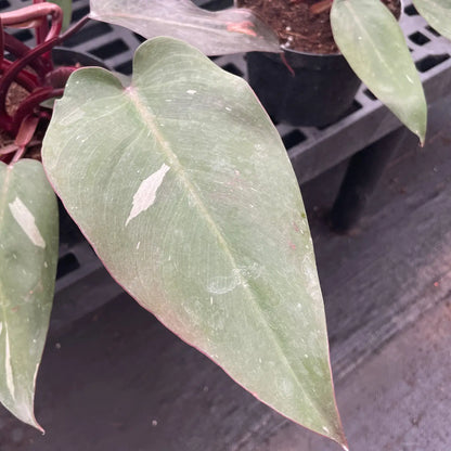 Pink Princess Philodendron