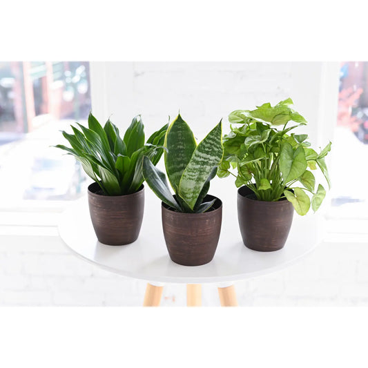 Low-Light Houseplants (4")