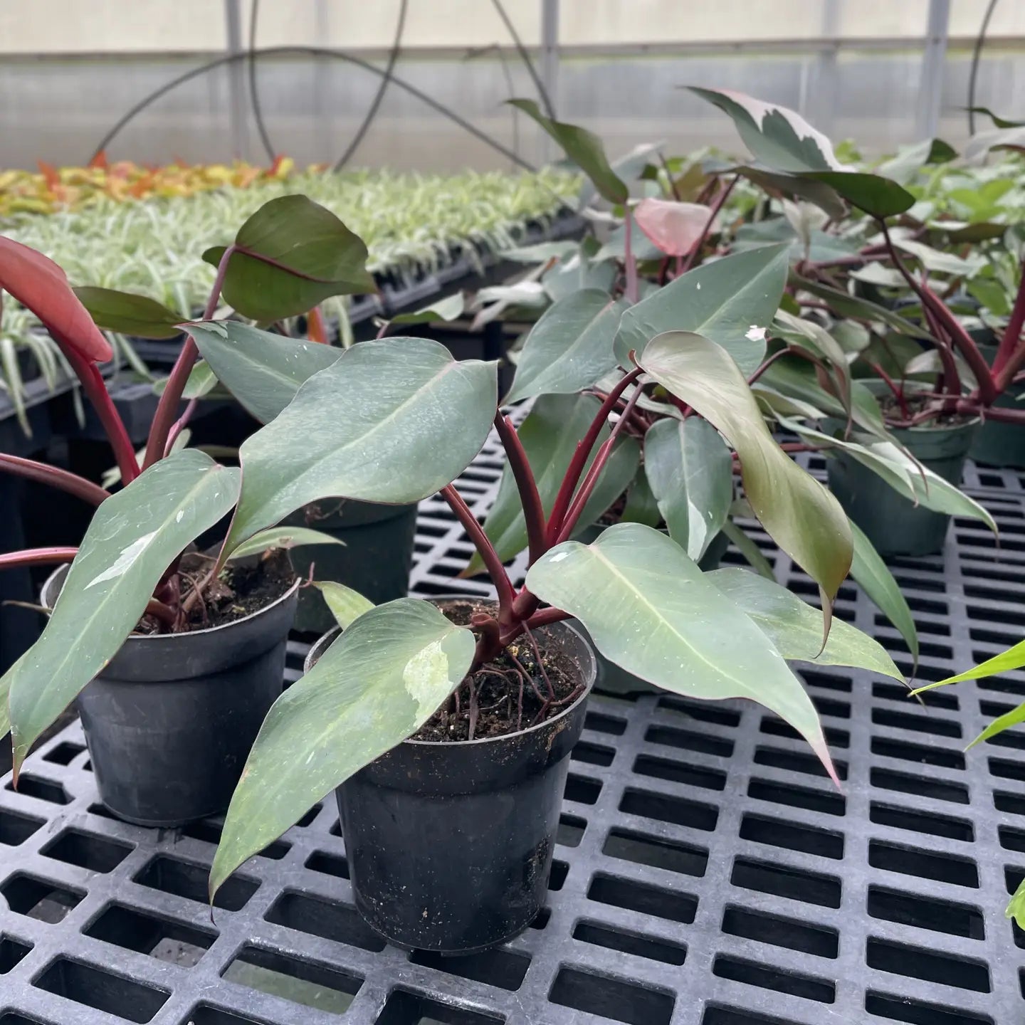 Pink Princess Philodendron