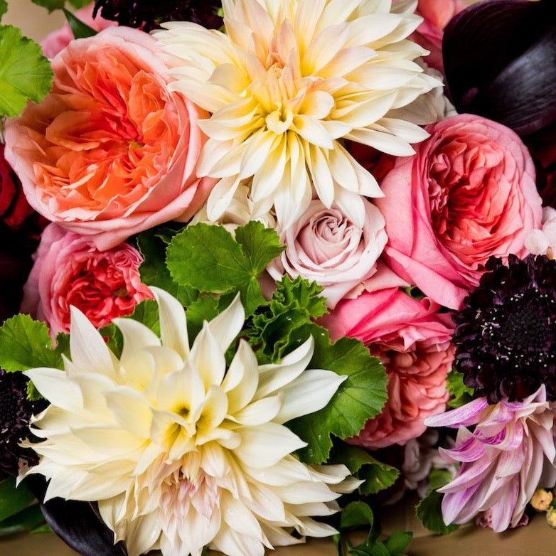 Sep 8 - Dahlia Dreams