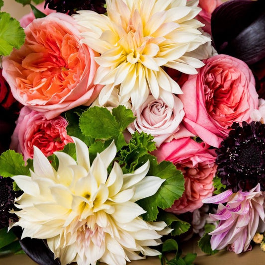 Sep 8 - Dahlia Dreams