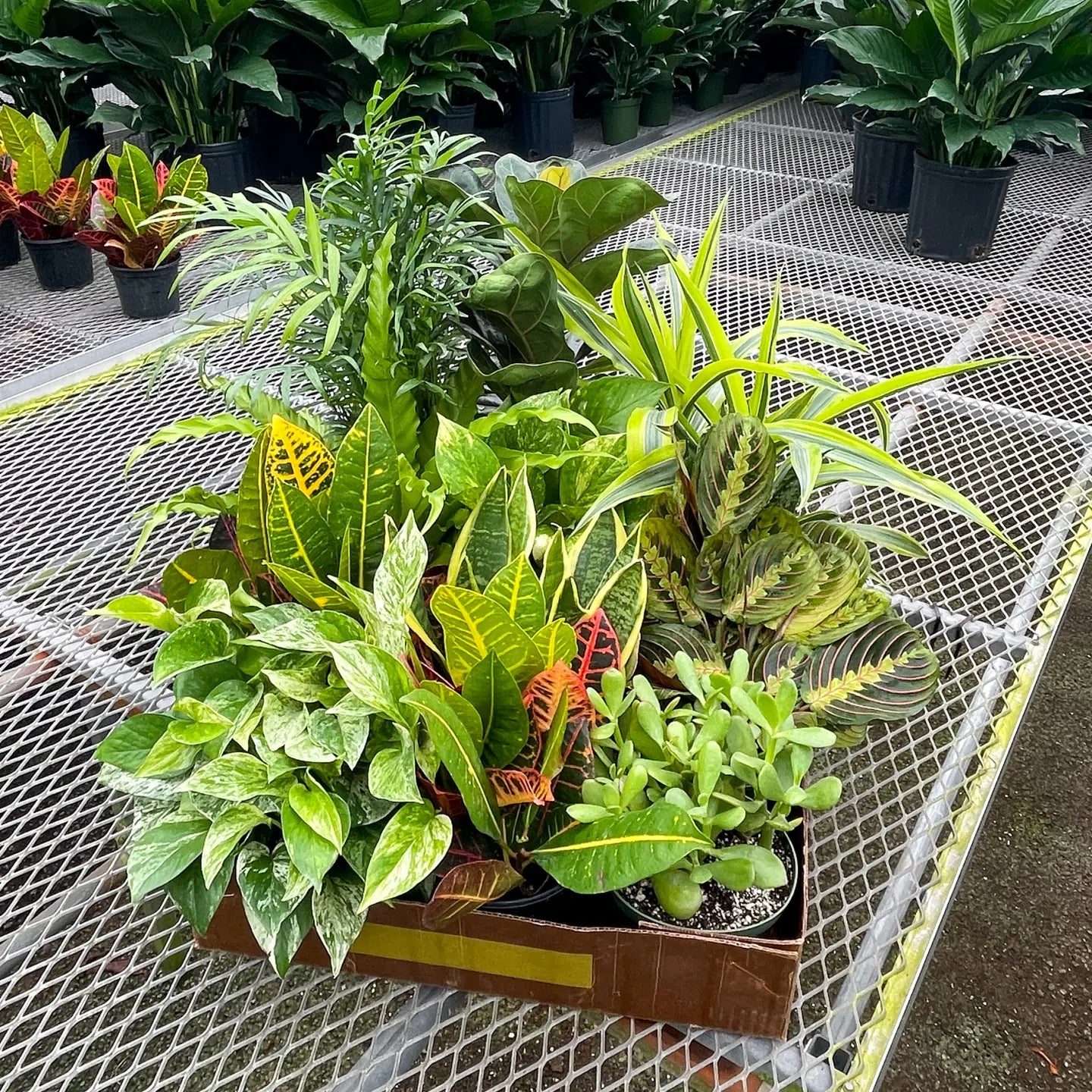 Houseplant (6")