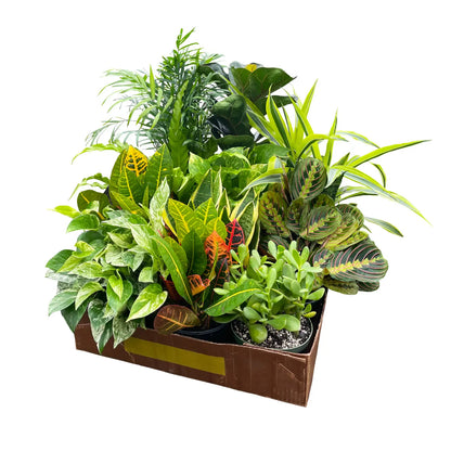 Houseplant (6")