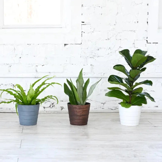 Houseplant (6")