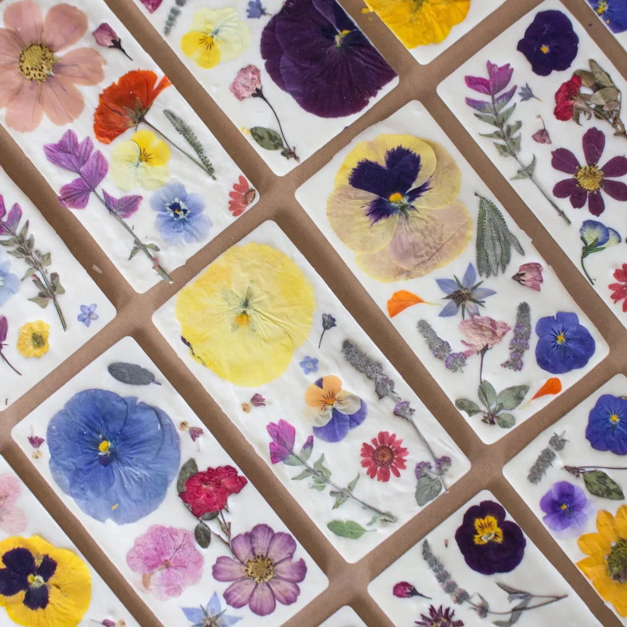 Collection of pressed flowers arranged in a grid on a brown background