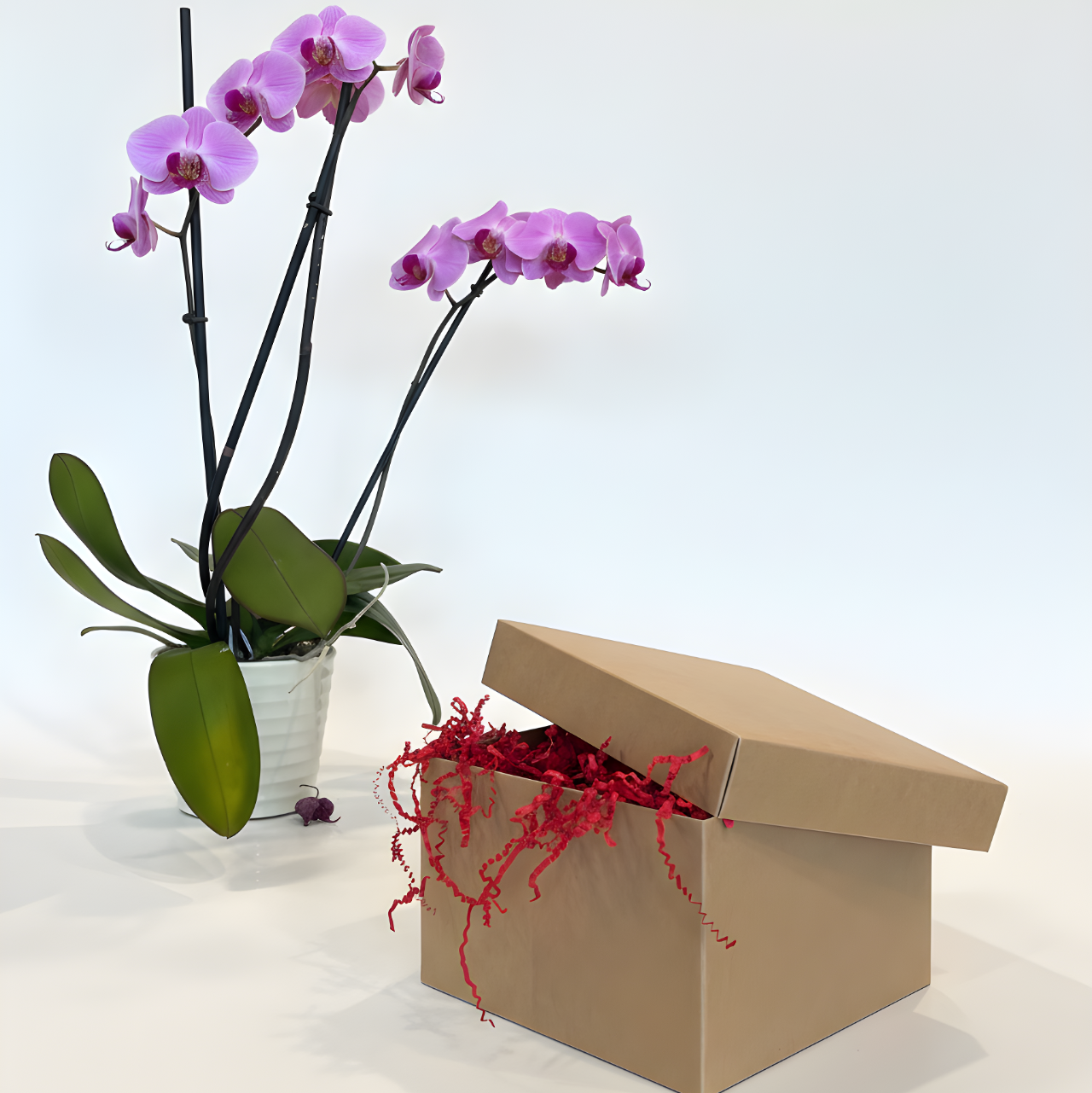 Potted purple orchid next to an open gift box with red paper stuffing on a white background