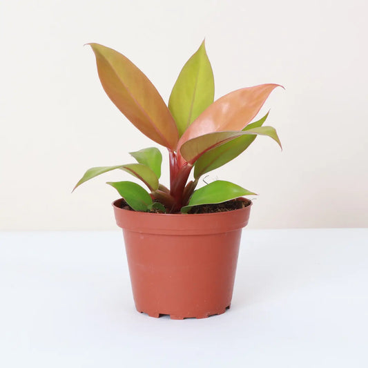 A potted 'Prince of Orange' Philodendron plant with neon yellow/ orange leaves, copper-colored leaves, and bright green leaves.