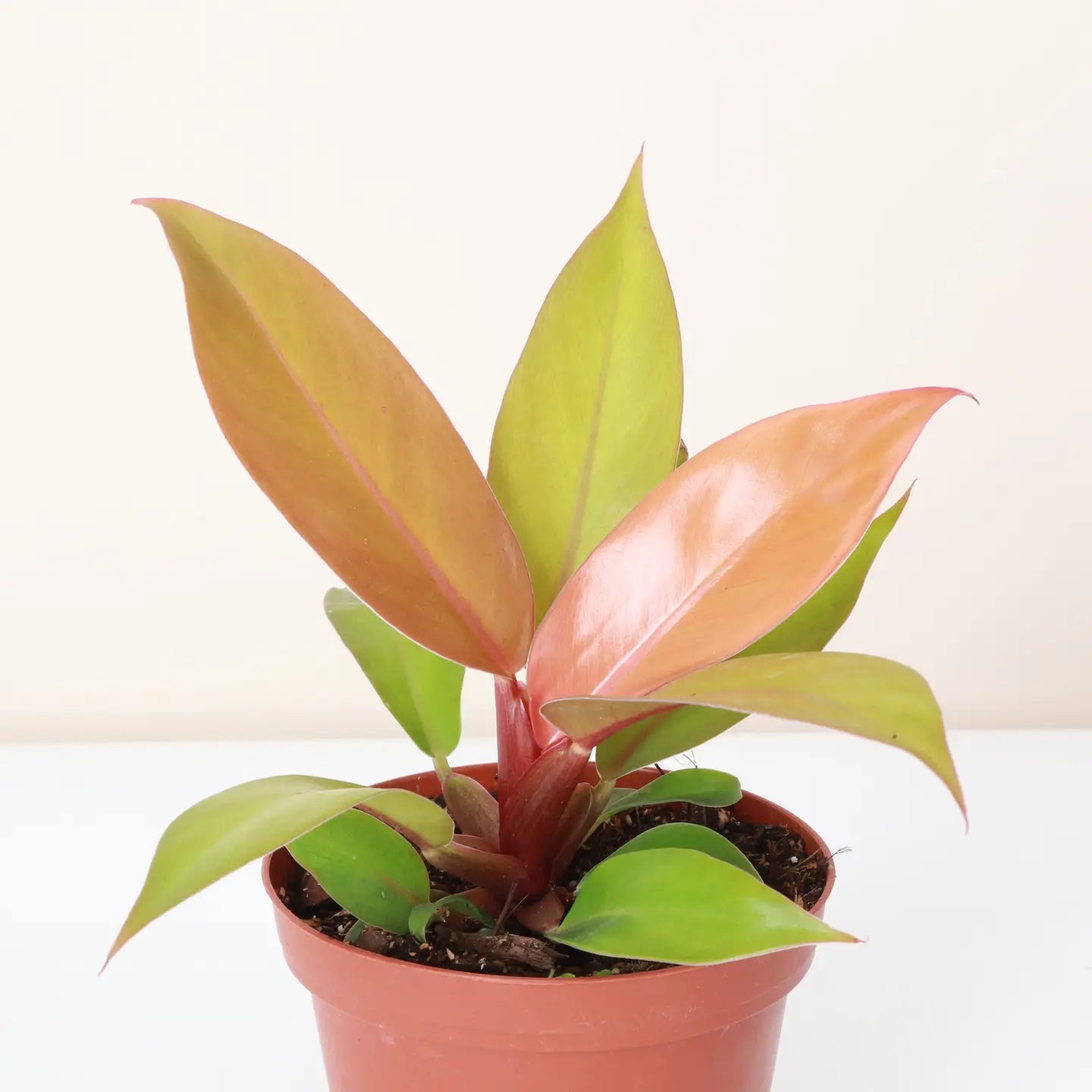 buy prince of orange philodendron Live Prince of Orange Philodendron Plant in Biodegradable Pot Base Color: Terra Cotta