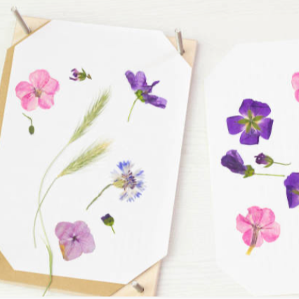 Pressed flowers