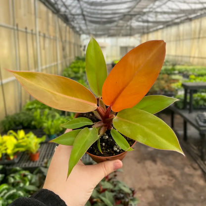 orange philodendron for sale Prince of Orange Philodendron