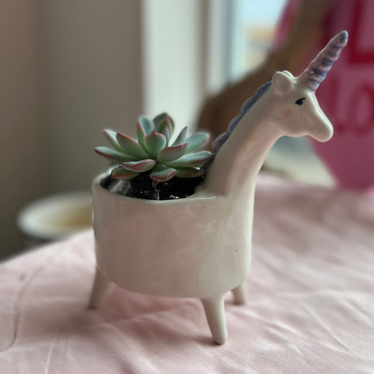 Unicorn planter with succulent