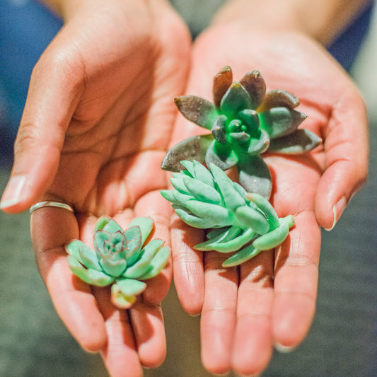Two hands holding small green succulents against a blurred background