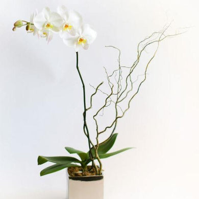 Tall white orchid potted in a shiny gold ceramic cube. 