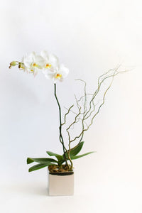 Tall white orchid potted in a shiny gold ceramic cube. 