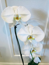 Load image into Gallery viewer, white potted orchid
