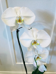 white potted orchid
