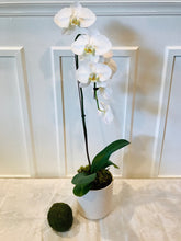 Load image into Gallery viewer, White potted orchid
