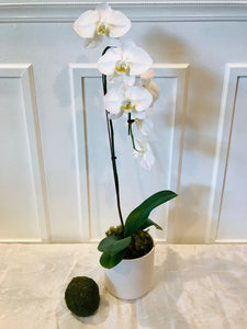 White potted orchid