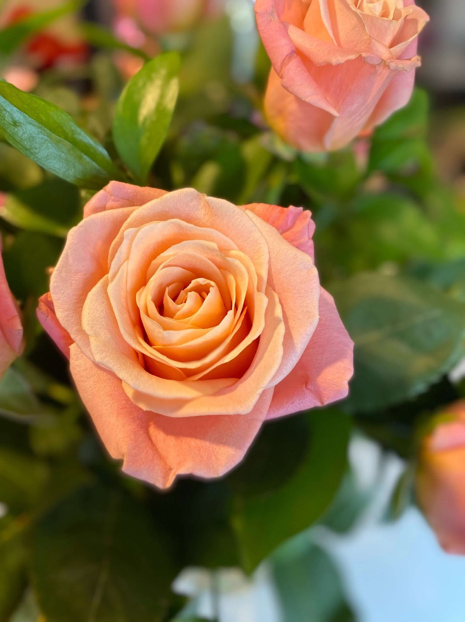 Detail of coral rose