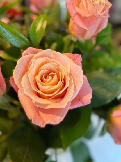 Detail of coral rose